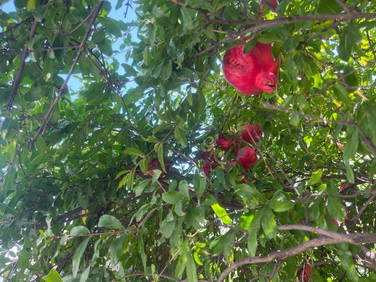 טביליסי Ortachala Summer House מראה חיצוני תמונה
